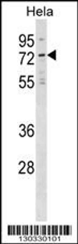 Western blot analysis in Hela cell line lysates (35ug/lane).