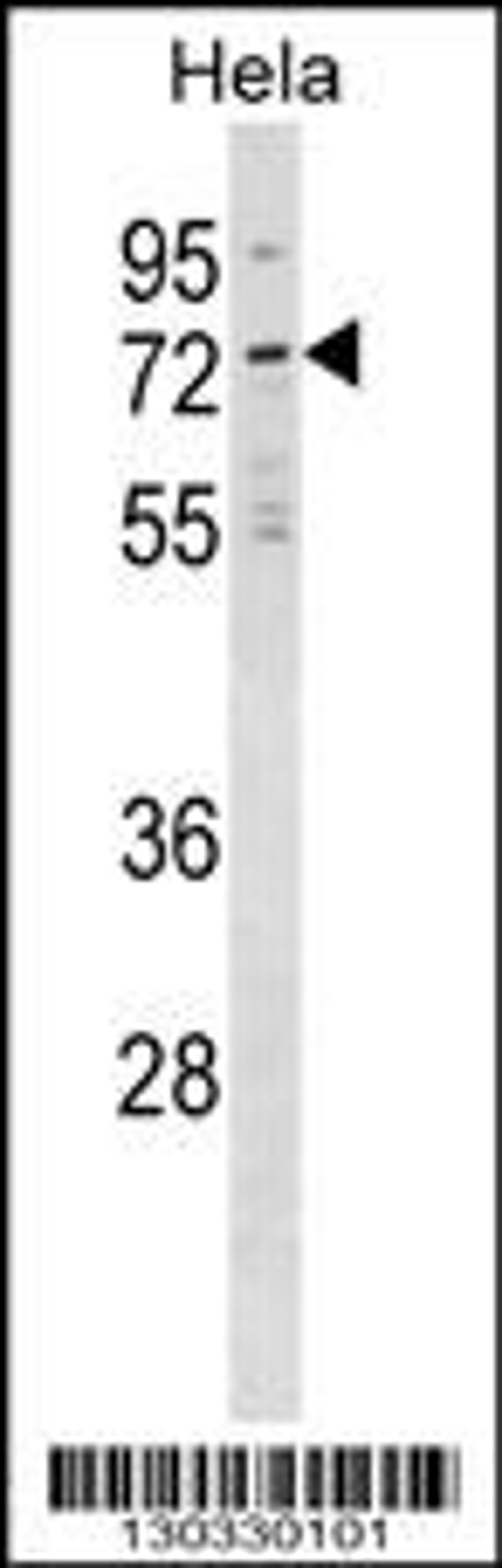 Western blot analysis in Hela cell line lysates (35ug/lane).