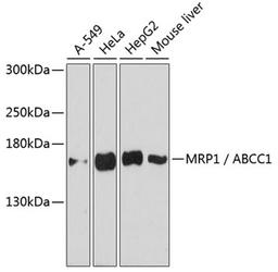 Western blot - MRP1 / ABCC1 antibody (A3027)