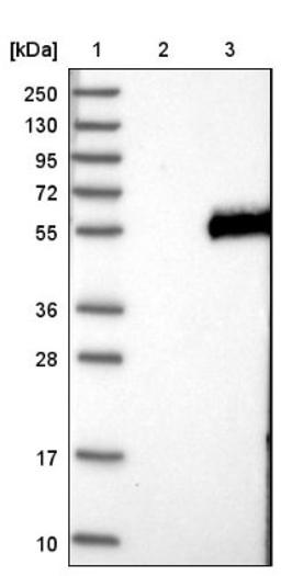 Western Blot: FLJ23356 Antibody [NBP2-13302] - Lane 1: Marker [kDa] 250, 130, 95, 72, 55, 36, 28, 17, 10<br/>Lane 2: Negative control (vector only transfected HEK293T lysate)<br/>Lane 3: Over-expression lysate (Co-expressed with a C-terminal myc-DDK tag (~3.1 kDa) in mammalian HEK293T cells, LY410261)