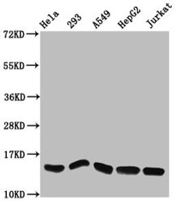 Western Blot. Positive WB detected in: Hela whole cell lysate, 293 whole cell lysate, A549 whole cell lysate, HepG2 whole cell lysate, Jurkat whole cell lysate. All lanes: HIST1H2AG antibody at 1.27µg/ml. Secondary. Goat polyclonal to rabbit IgG at 1/50000 dilution. Predicted band size: 15 kDa. Observed band size: 15 kDa
