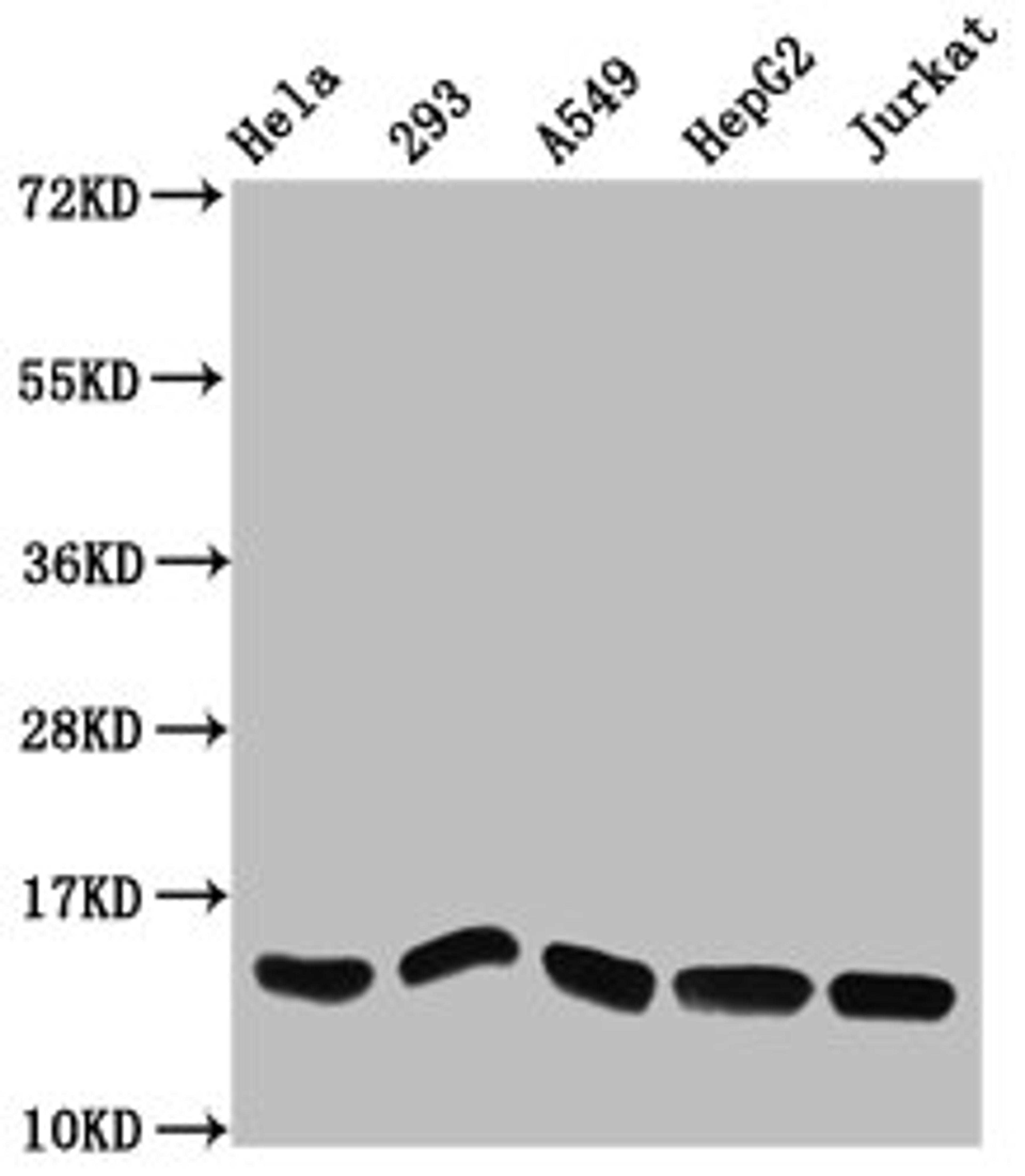 Western Blot. Positive WB detected in: Hela whole cell lysate, 293 whole cell lysate, A549 whole cell lysate, HepG2 whole cell lysate, Jurkat whole cell lysate. All lanes: HIST1H2AG antibody at 1.27µg/ml. Secondary. Goat polyclonal to rabbit IgG at 1/50000 dilution. Predicted band size: 15 kDa. Observed band size: 15 kDa