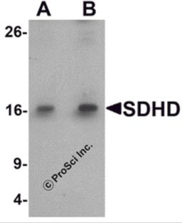 Western blot analysis of SDHD in EL4 cell lysate with SDHD antibody at (A) 1 and (B) 2 μg/mL.