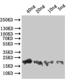 Western Blot. Positive WB detected in: recombinant protein. All lanes:A33R  Antibody at 1:1000. Secondary. Goat polyclonal to rabbit IgG at 1/50000 dilution. Predicted band size: 23 kDa. Observed band size: 23 kDa.