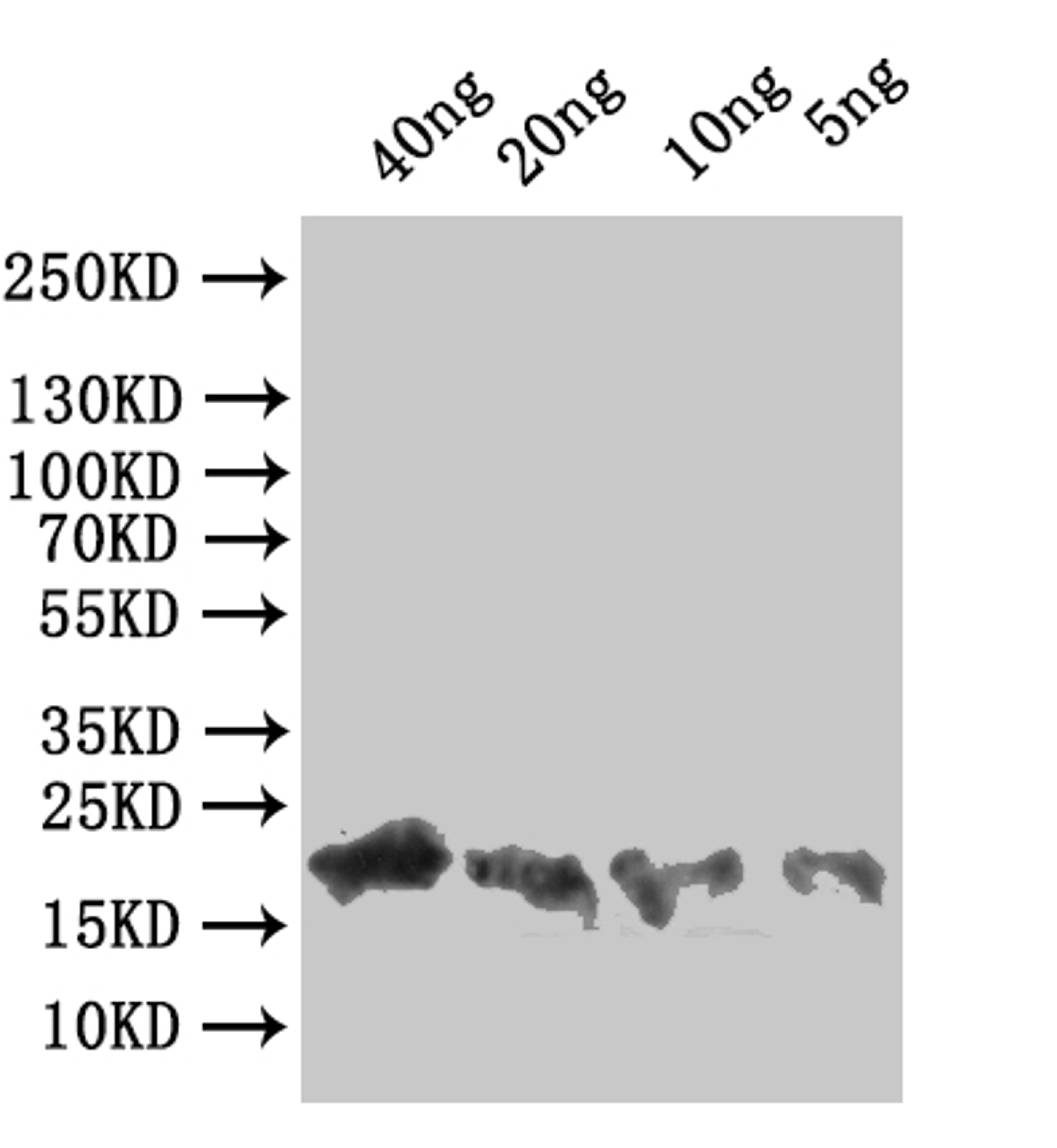 Western Blot. Positive WB detected in: recombinant protein. All lanes:A33R  Antibody at 1:1000. Secondary. Goat polyclonal to rabbit IgG at 1/50000 dilution. Predicted band size: 23 kDa. Observed band size: 23 kDa.
