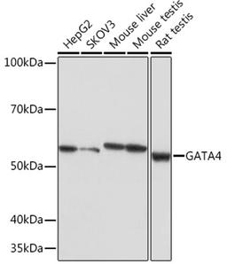 Western blot - GATA4 Rabbit mAb (A4306)