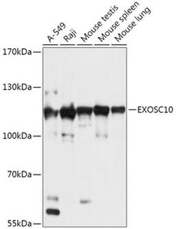 Western blot - EXOSC10 antibody (A17519)