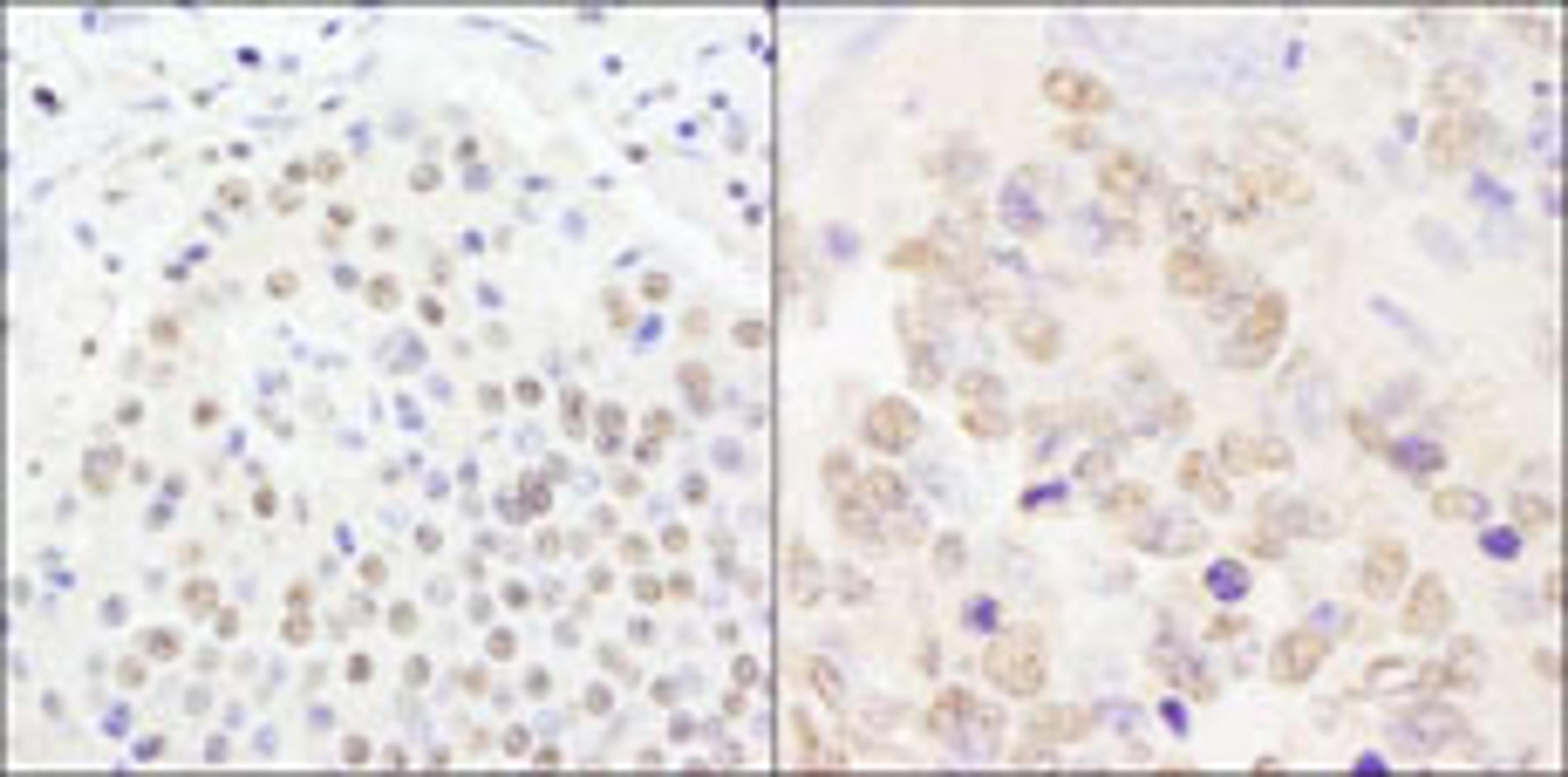 Detection of human and mouse CPSF100 by immunohistochemistry.