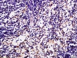 Immunohistochemical staining of rat spleen tissue using GLUT6 antibody.