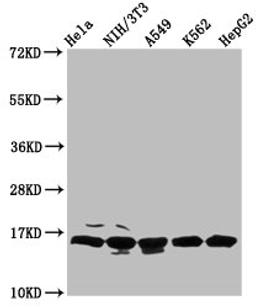 Western Blot. Positive WB detected in: Hela whole cell lysate, NIH/3T3 whole cell lysate, A549 whole cell lysate, K562 whole cell lysate, HepG2 whole cell lysate. All lanes: HIST1H3A antibody at 0.68µg/ml. Secondary. Goat polyclonal to rabbit IgG at 1/50000 dilution. Predicted band size: 16 kDa. Observed band size: 16 kDa