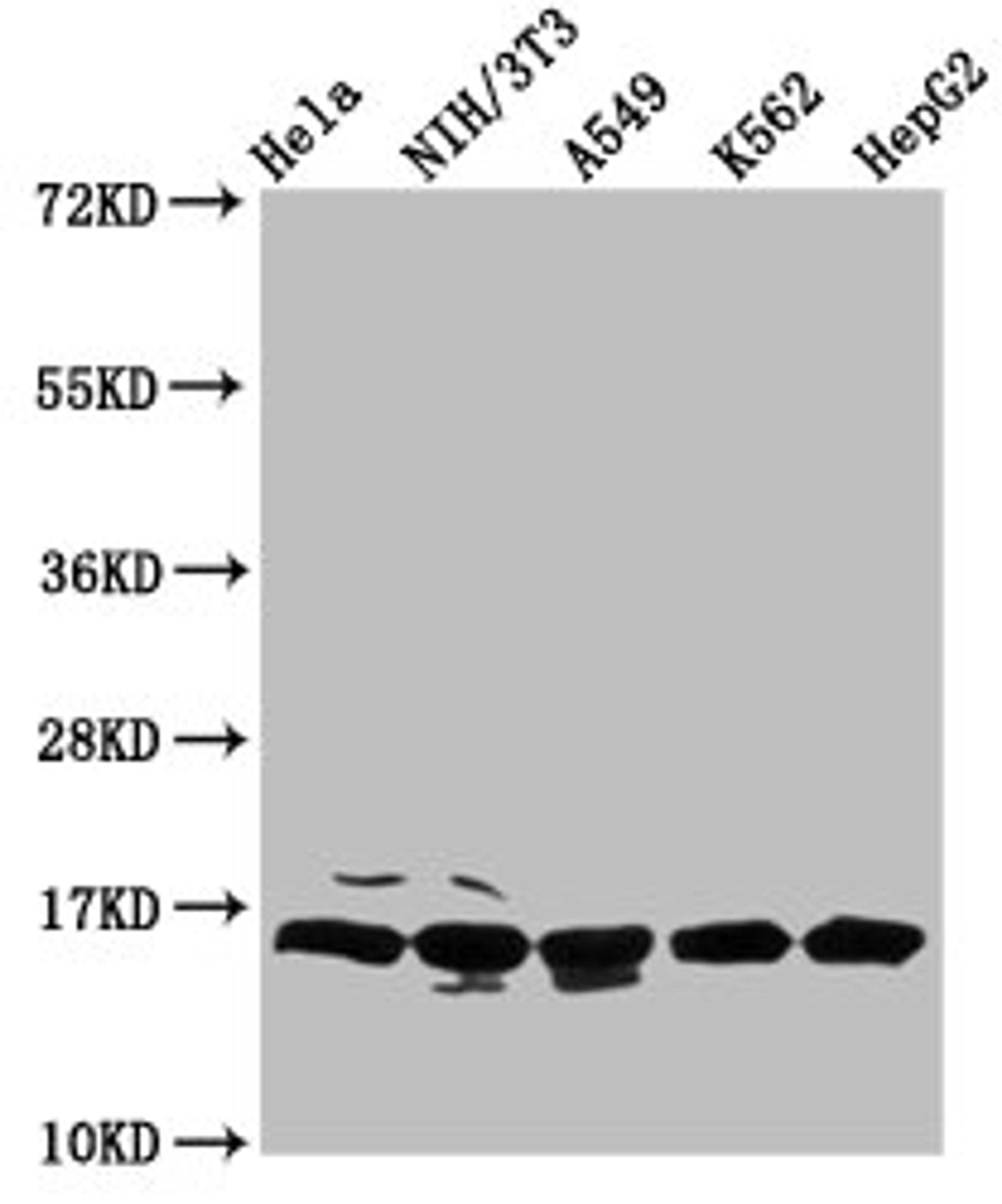 Western Blot. Positive WB detected in: Hela whole cell lysate, NIH/3T3 whole cell lysate, A549 whole cell lysate, K562 whole cell lysate, HepG2 whole cell lysate. All lanes: HIST1H3A antibody at 0.68µg/ml. Secondary. Goat polyclonal to rabbit IgG at 1/50000 dilution. Predicted band size: 16 kDa. Observed band size: 16 kDa