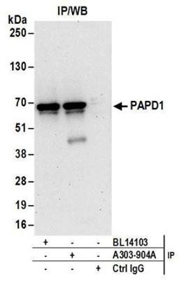 Detection of human PAPD1 by western blot of immunoprecipitates.