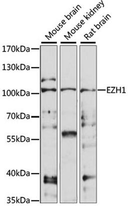 Western blot - EZH1 antibody (A15272)