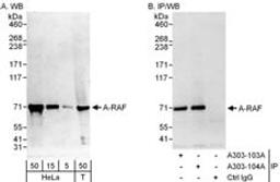 Detection of human A-RAF by western blot and immunoprecipitation.