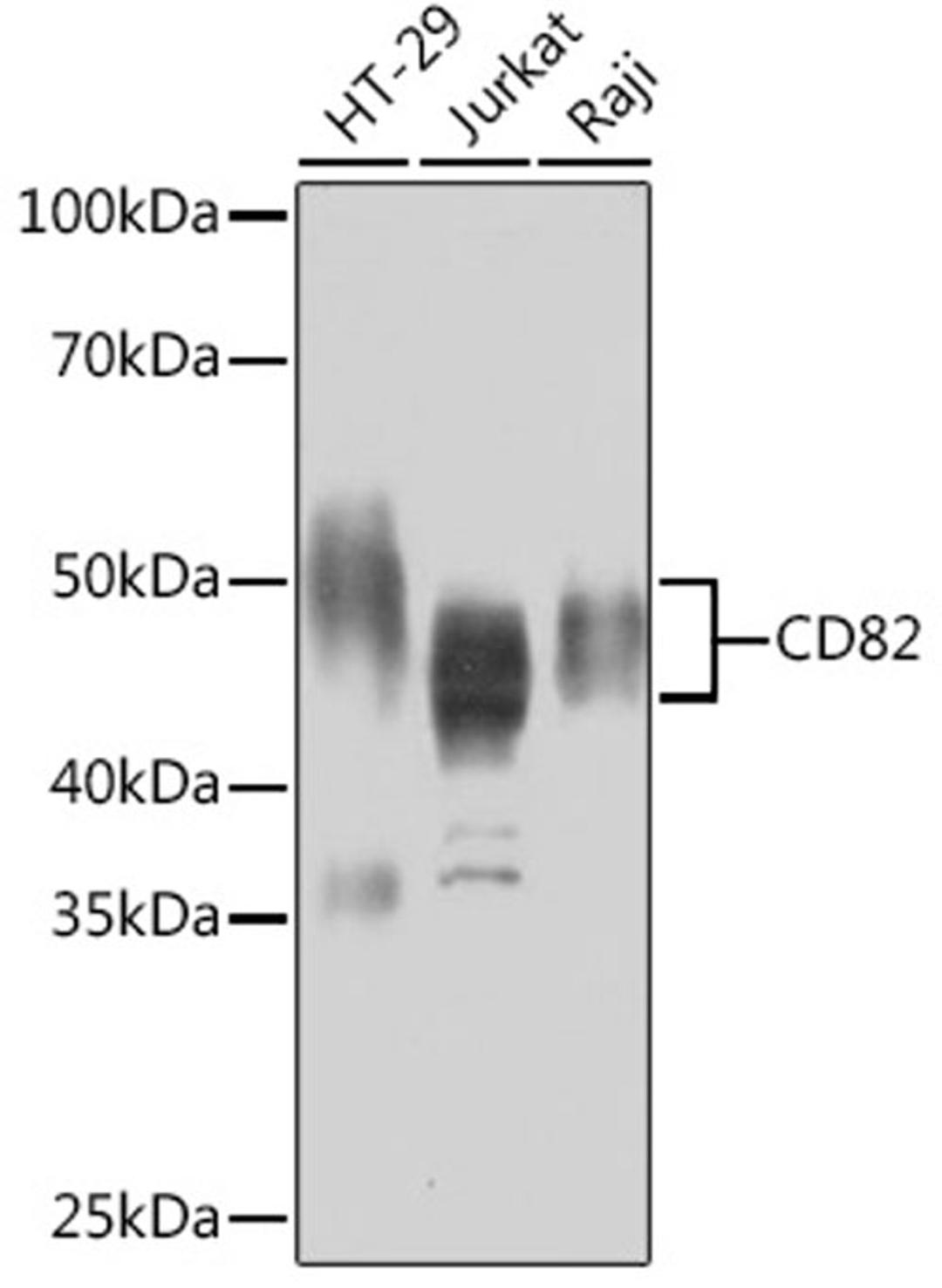 Western blot - CD82 Rabbit mAb (A9264)