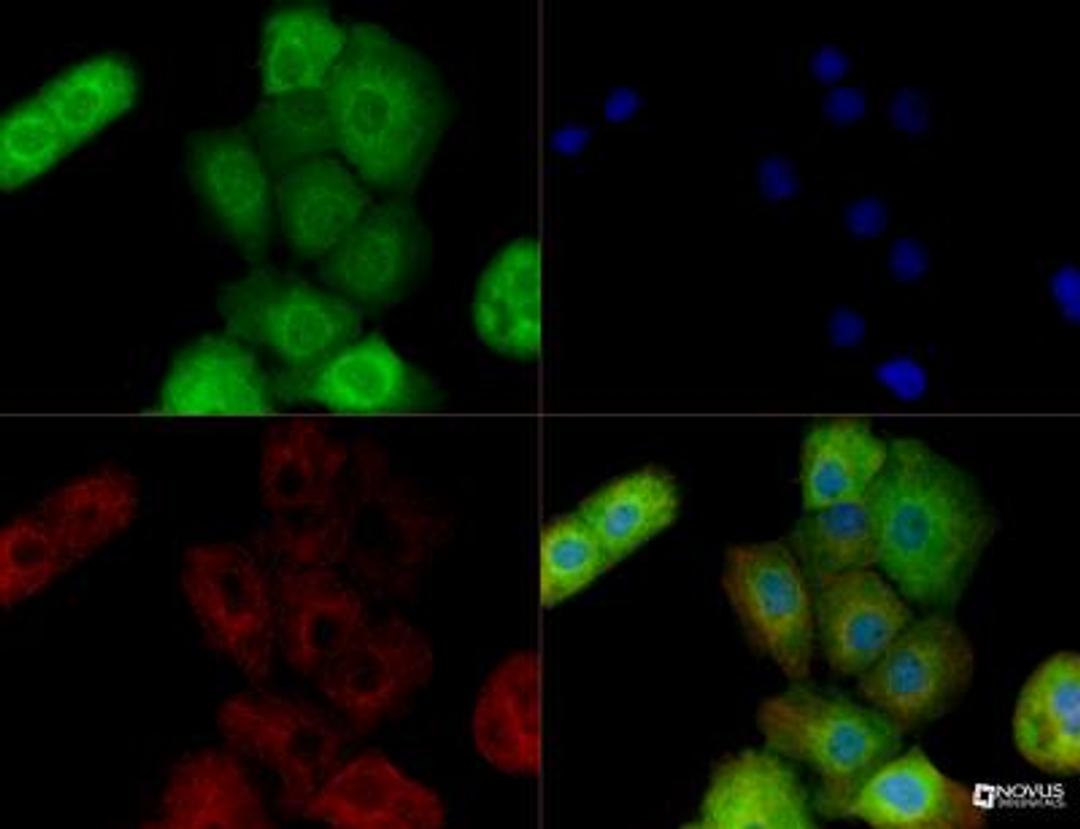 Immunocytochemistry/Immunofluorescence: BAG3 Antibody [NBP2-27398] - BAG3 antibody was tested in A431 cells with DyLight 488 (green). Nuclei and alpha-tubulin were counterstained with DAPI (blue) and DyLight 550 (red).