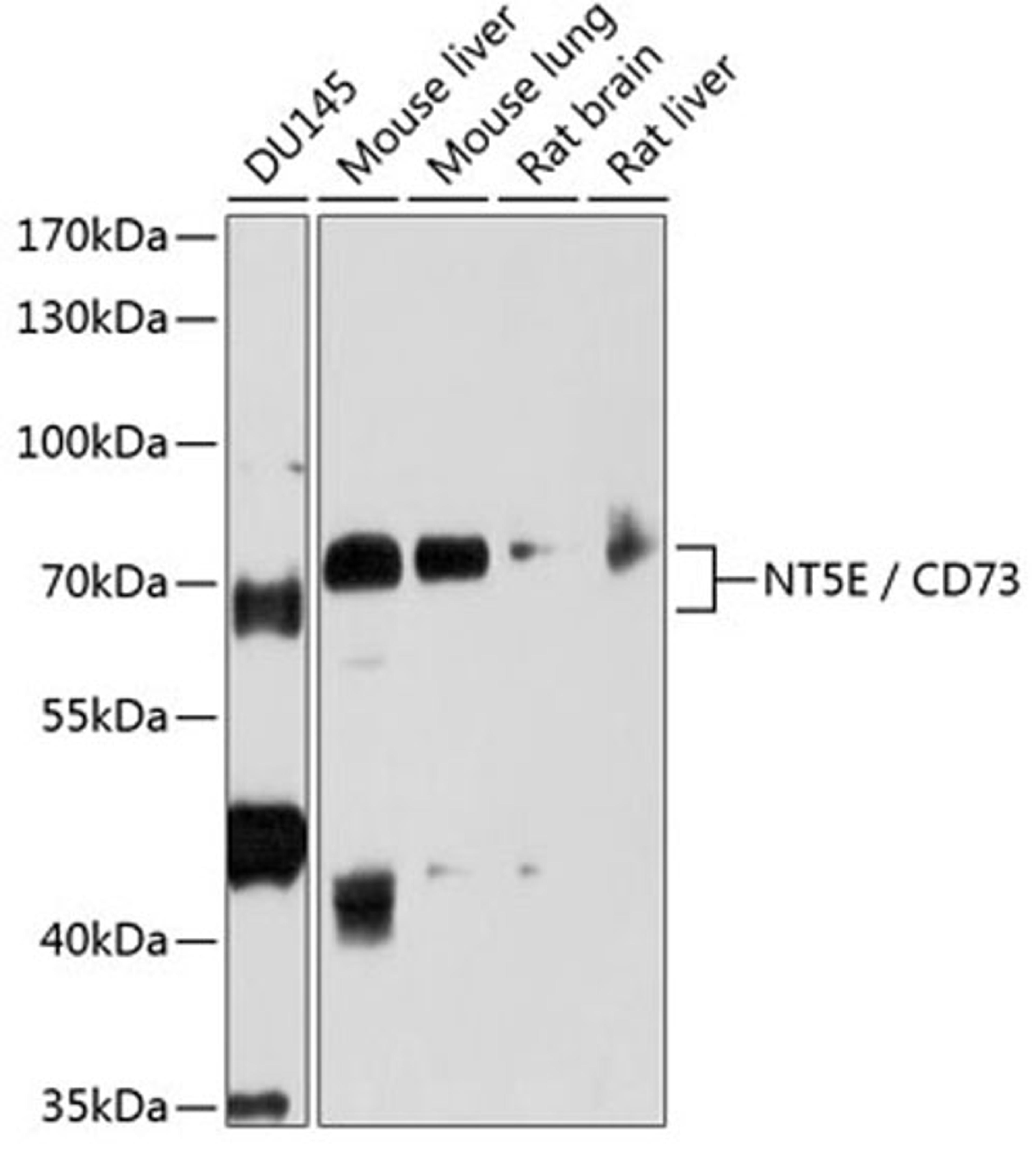 Western blot - NT5E / CD73 antibody (A2029)