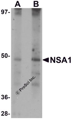 Western blot analysis of NSA1 in rat liver tissue lysate with NSA1 antibody at (A) 1 and (B) 2 μg/mL.