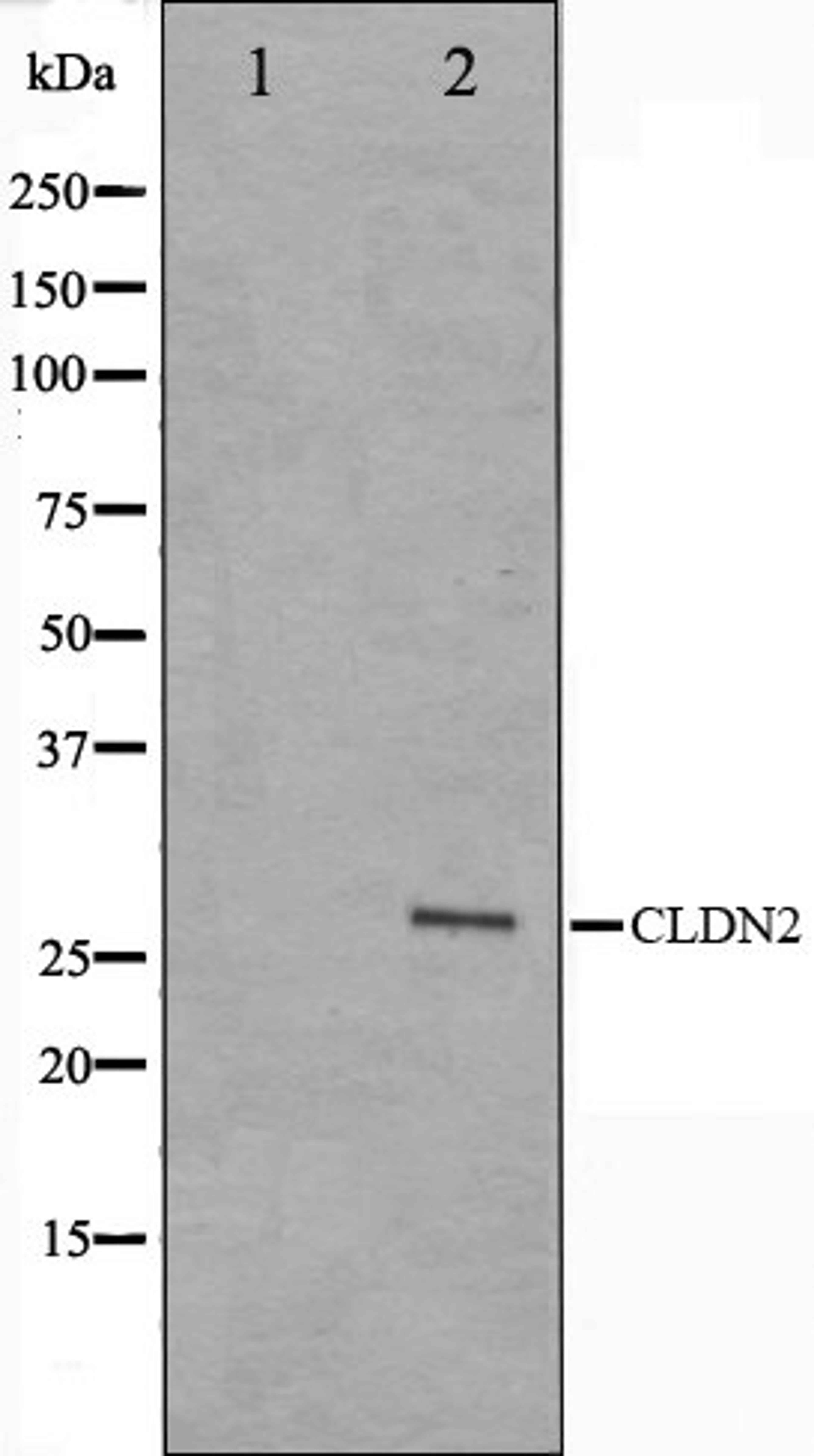 Western blot analysis of NIH-3T3 cell lysate using Claudin 2 antibody