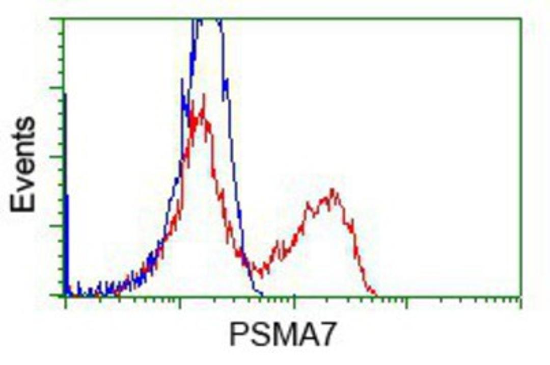 Flow Cytometry: PSMA7 Antibody (3F11) [NBP2-02120] - HEK293T cells transfected with either pCMV6-ENTRY PSMA7.(Red) or empty vector control plasmid (Blue) were immunostained with anti-PSMA7 mouse monoclonal, and then analyzed by flow cytometry.