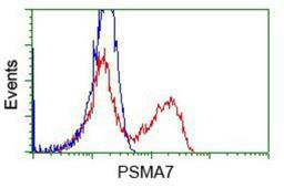 Flow Cytometry: PSMA7 Antibody (3F11) [NBP2-02120] - HEK293T cells transfected with either pCMV6-ENTRY PSMA7.(Red) or empty vector control plasmid (Blue) were immunostained with anti-PSMA7 mouse monoclonal, and then analyzed by flow cytometry.