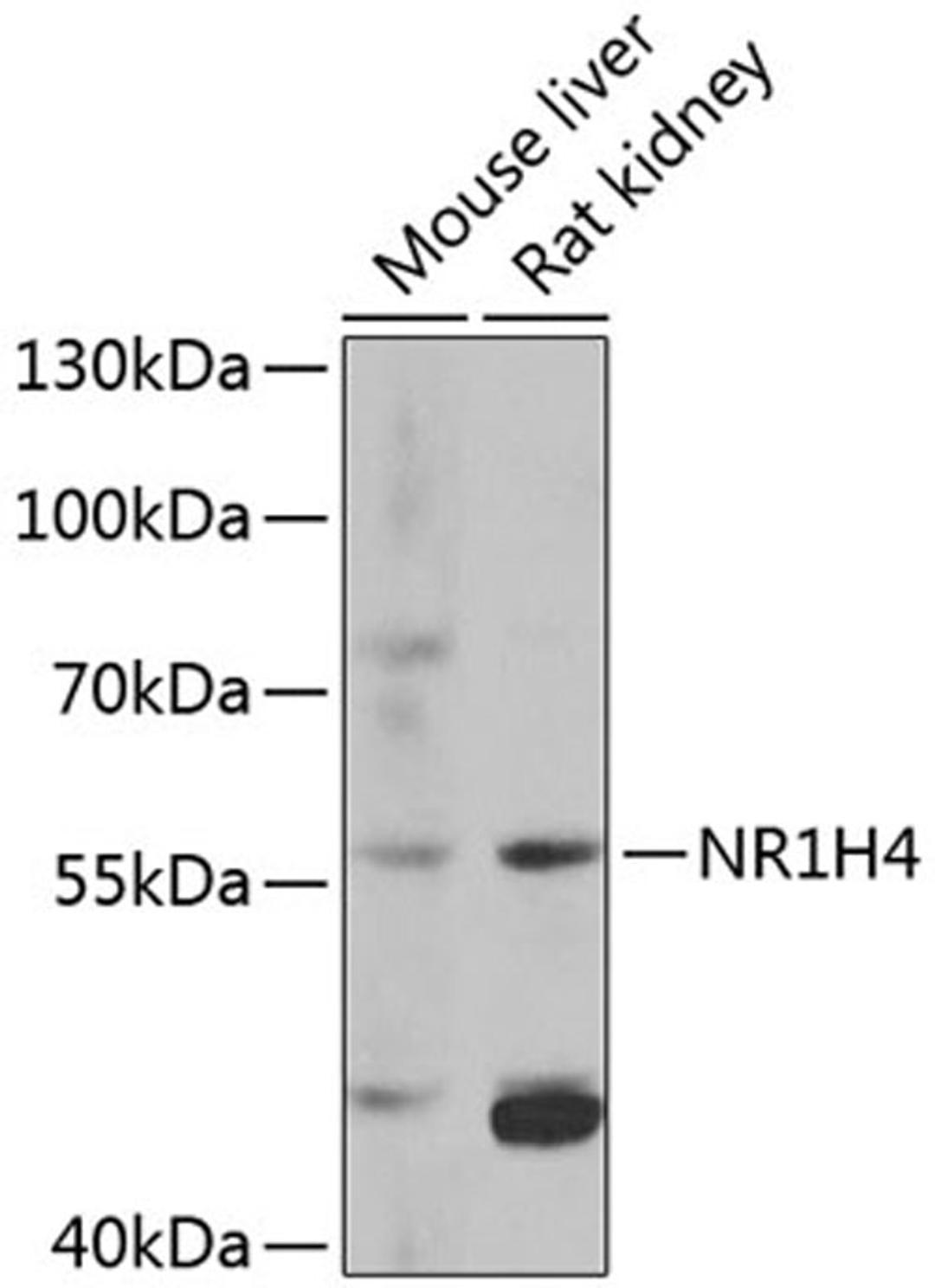 Western blot - NR1H4 antibody (A12788)