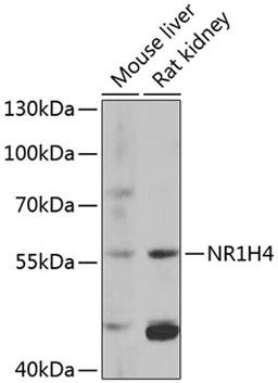 Western blot - NR1H4 antibody (A12788)