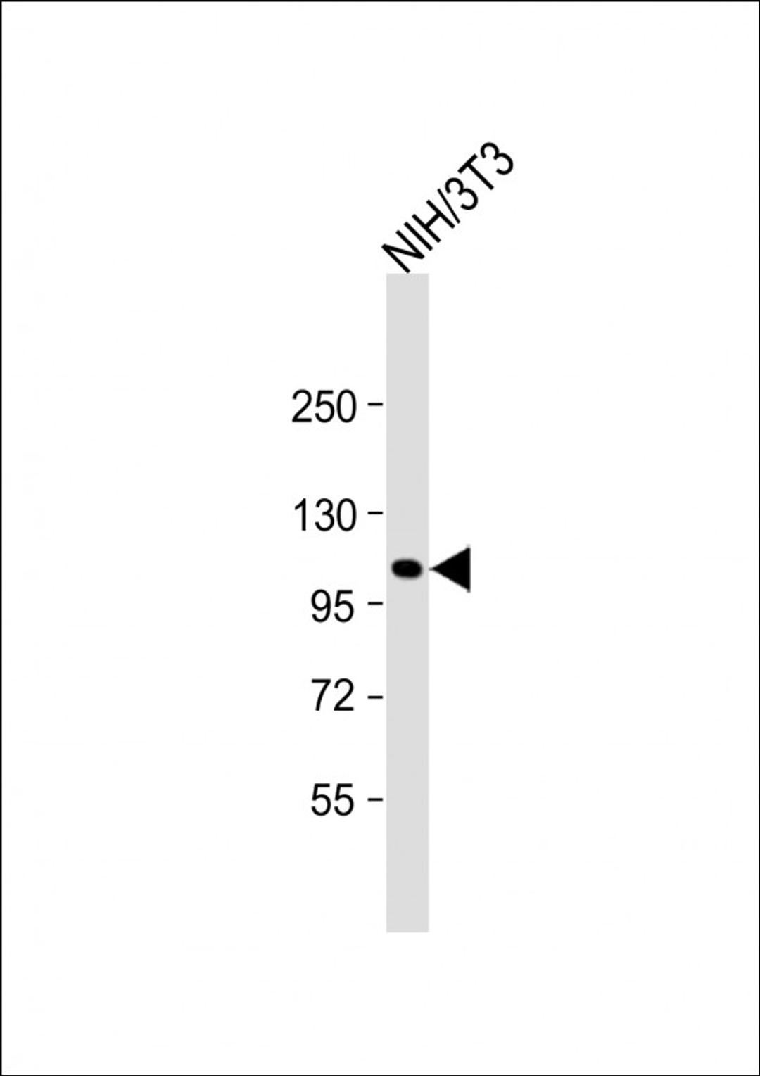 Western Blot at 1:2000 dilution + NIH/3T3 whole cell lysate Lysates/proteins at 20 ug per lane.