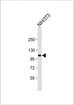 Western Blot at 1:2000 dilution + NIH/3T3 whole cell lysate Lysates/proteins at 20 ug per lane.