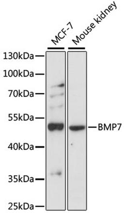 Western blot - BMP7 antibody (A0697)