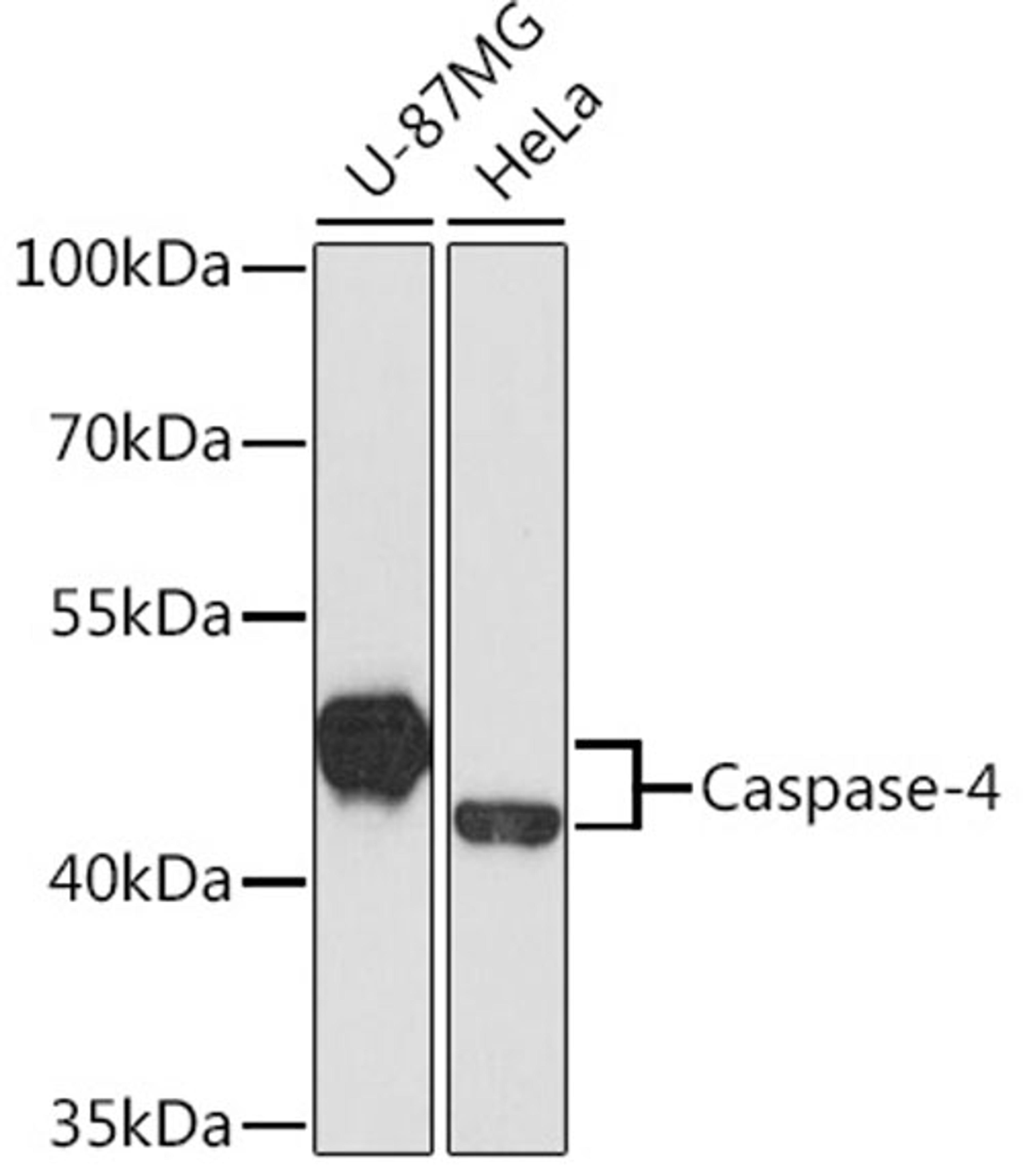 Western blot - Caspase-4 antibody (A6495)