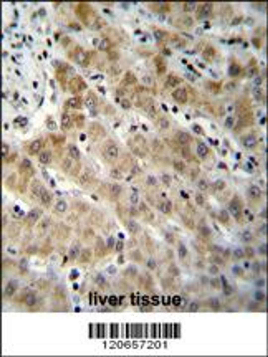 EDN1 Antibody immunohistochemistry analysis in formalin fixed and paraffin embedded human liver tissue followed by peroxidase conjugation of the secondary antibody and DAB staining.