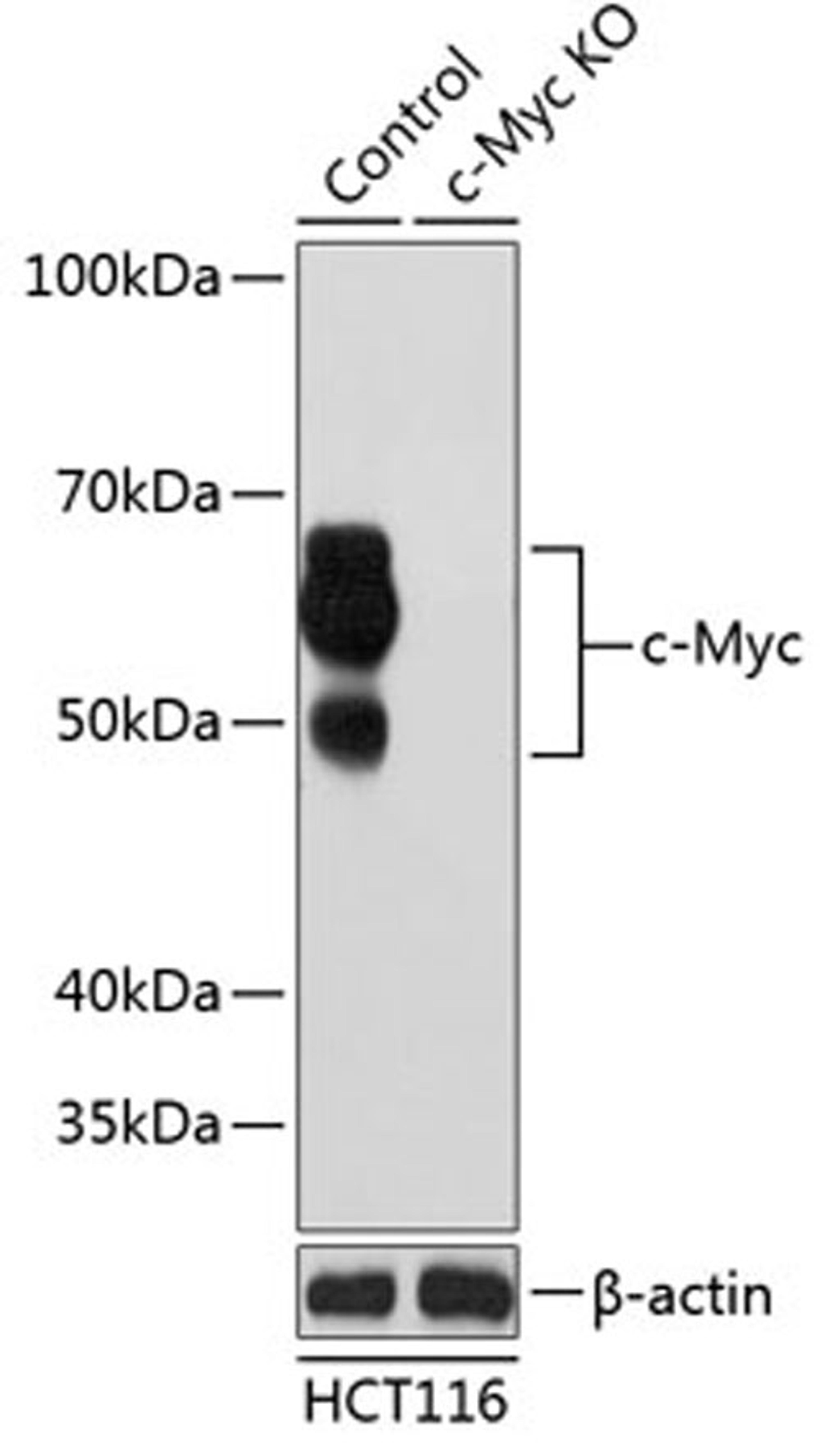 Western blot - c-Myc antibody (A19032)