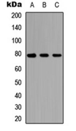 Western blot analysis of HEK293T (Lane 1), Raw264.7 (Lane 2), H9C2 (Lane 3) whole cell lysates using AF3P21 antibody