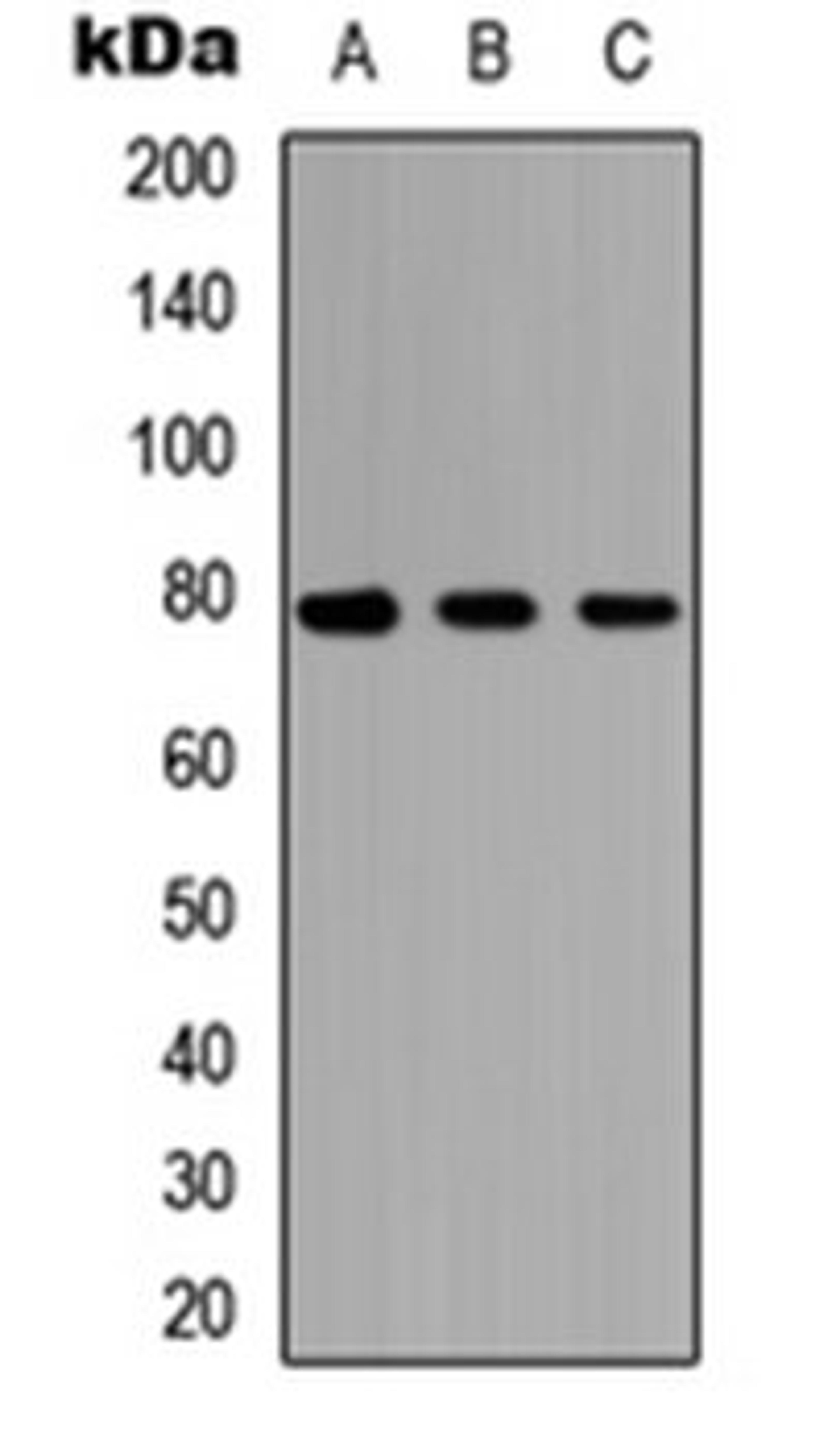 Western blot analysis of HEK293T (Lane 1), Raw264.7 (Lane 2), H9C2 (Lane 3) whole cell lysates using AF3P21 antibody