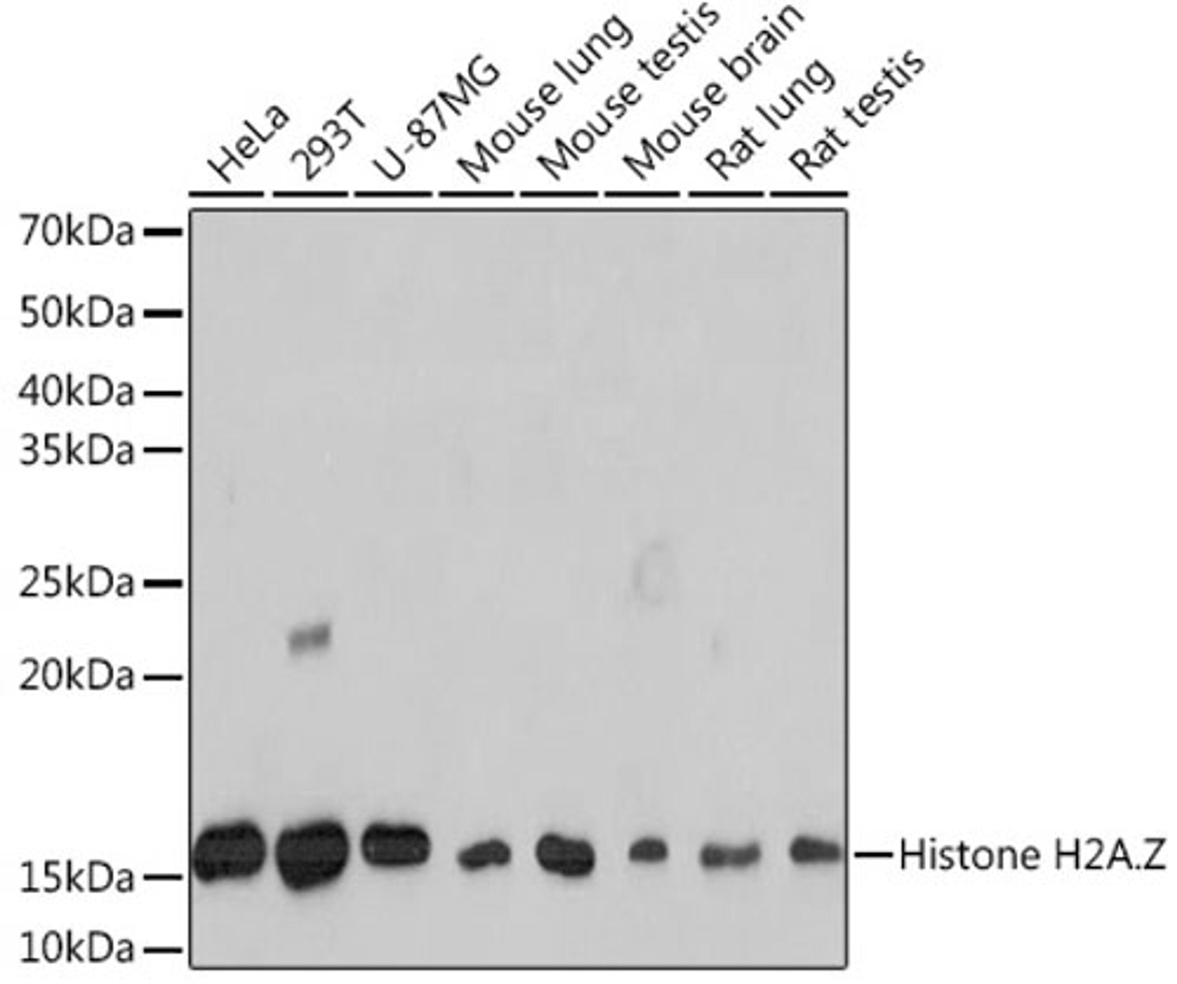 Western blot - Histone H2A.Z Rabbit mAb (A4599)