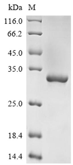 (Tris-Glycine gel) Discontinuous SDS-PAGE (reduced) with 5% enrichment gel and 15% separation gel.