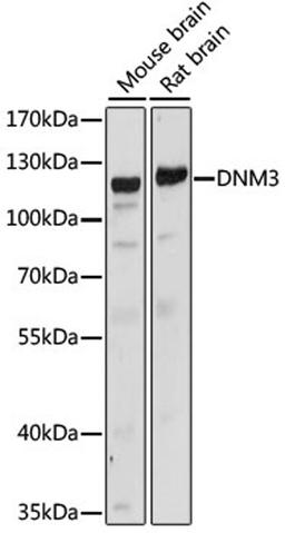 Western blot - DNM3 antibody (A15148)