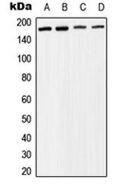 Western blot analysis of Raji (Lane 1), MCF7 (Lane 2), mouse liver (Lane 3), rat liver (Lane 4) whole cell lysates using BAF170 antibody