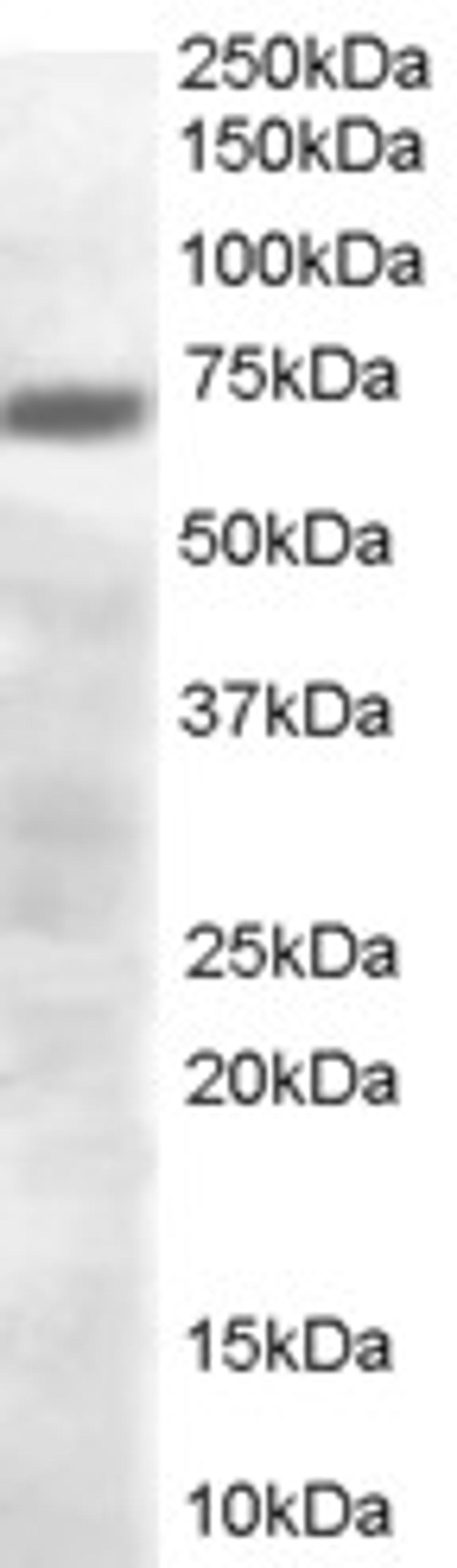 46-217 (0.3ug/ml) staining of human brain lysate (35ug protein in RIPA buffer). Primary incubation was 1 hour. Detected by chemiluminescence.