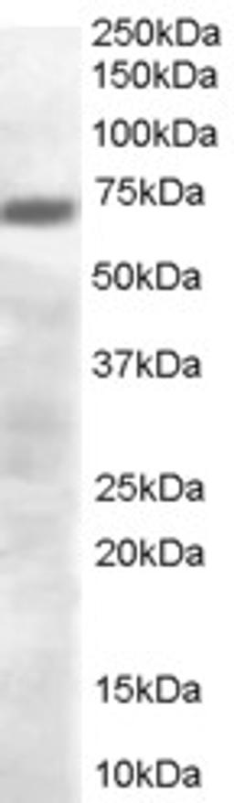 46-217 (0.3ug/ml) staining of human brain lysate (35ug protein in RIPA buffer). Primary incubation was 1 hour. Detected by chemiluminescence.