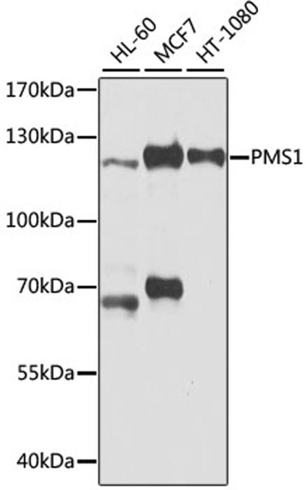 Western blot - PMS1 antibody (A2183)