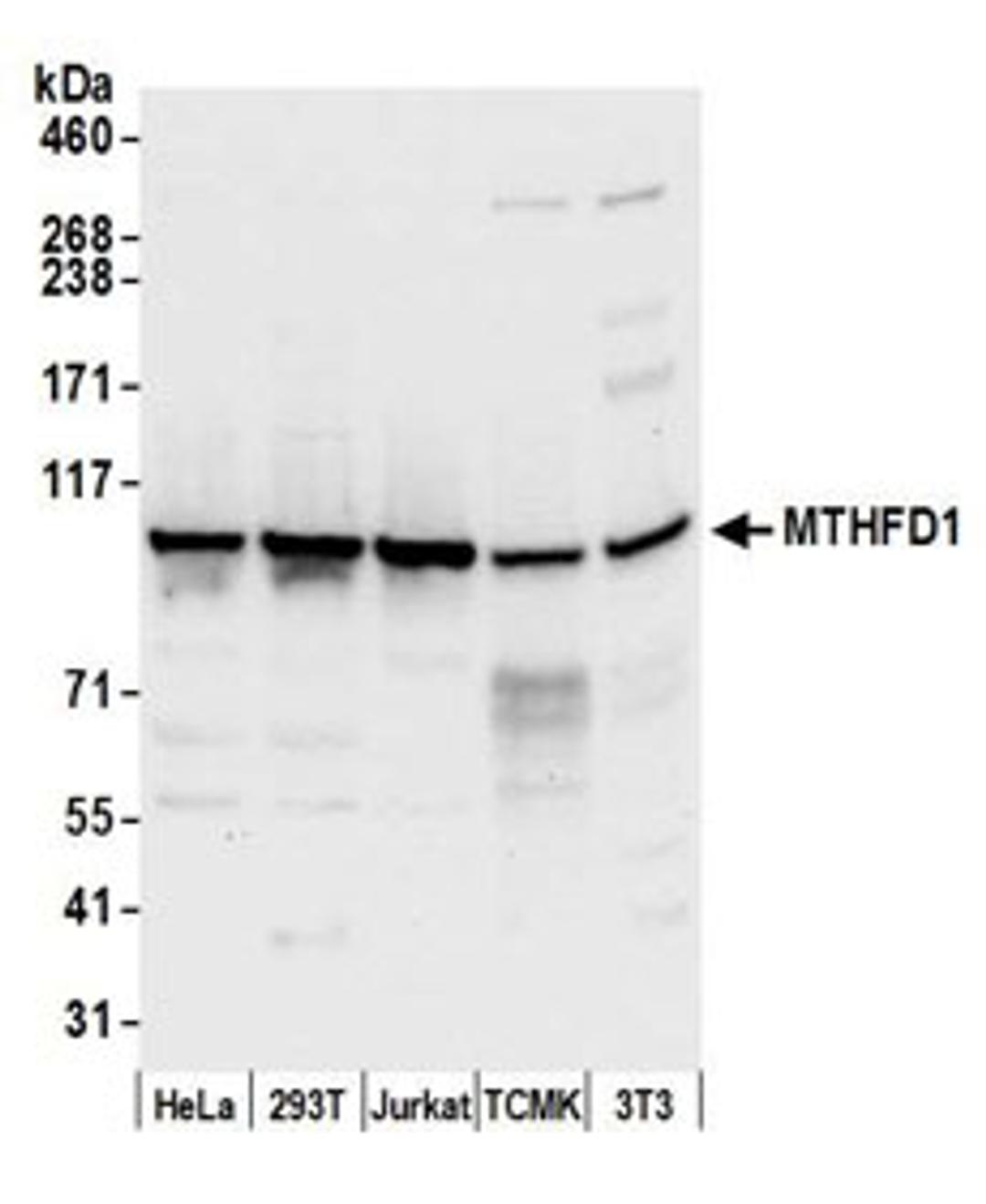 Detection of human and mouse MTHFD1 by western blot.