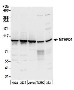 Detection of human and mouse MTHFD1 by western blot.