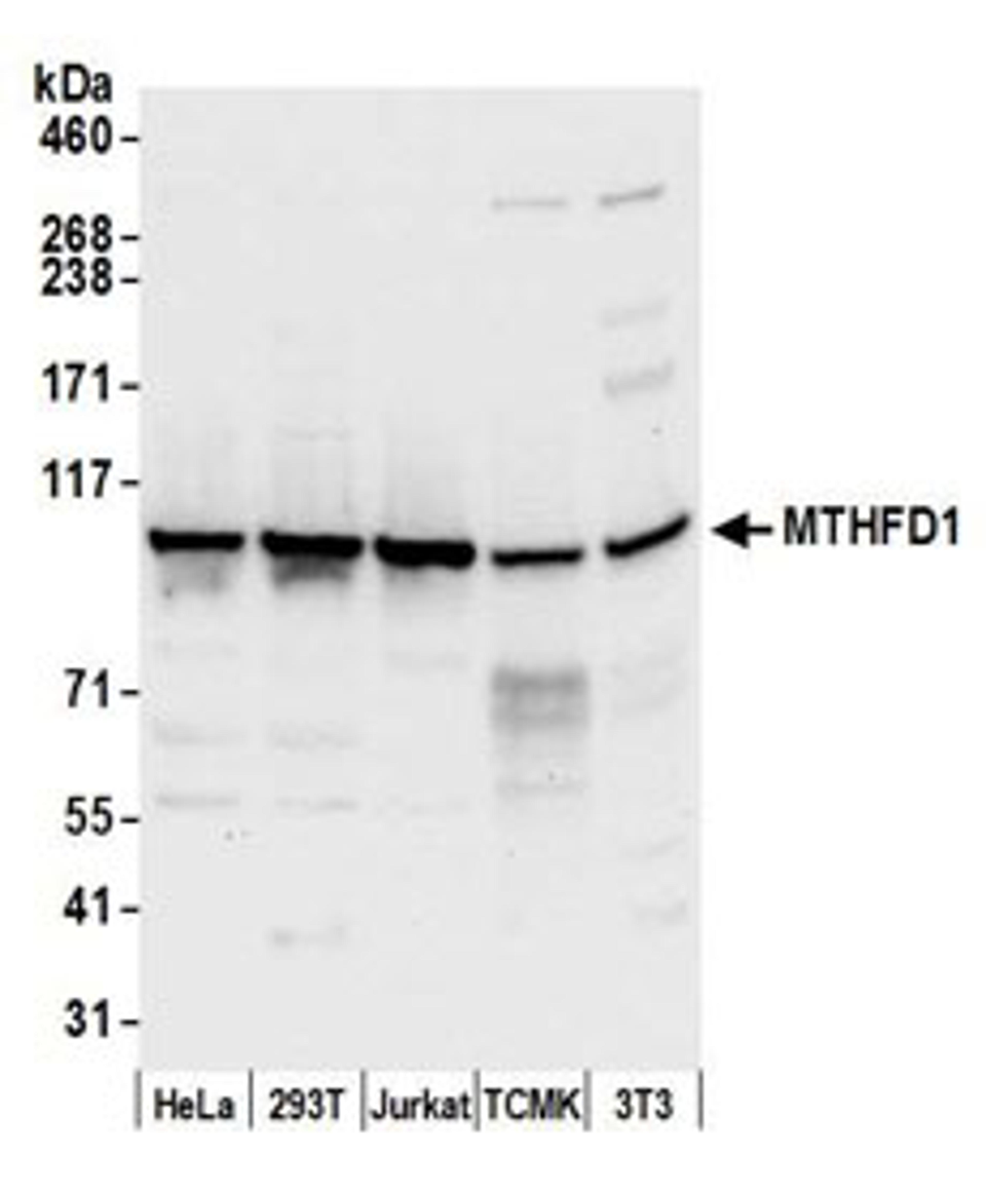 Detection of human and mouse MTHFD1 by western blot.