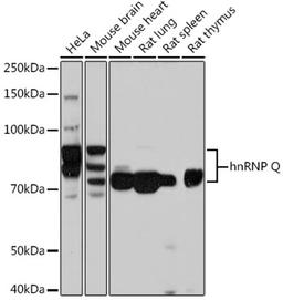 Western blot - hnRNP Q Rabbit mAb (A9609)