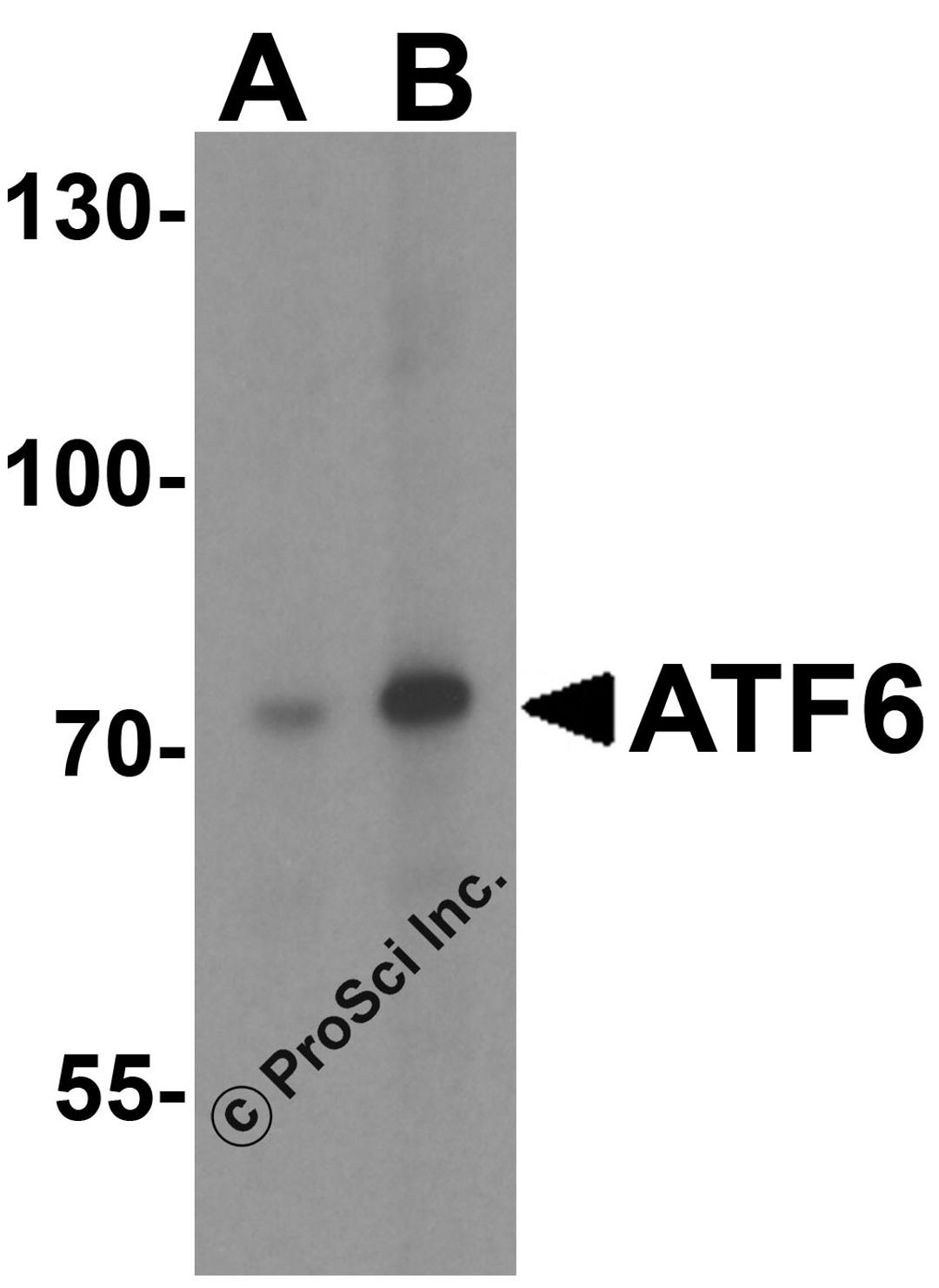 Western blot analysis of ATF6 in MCF7 cell lysate with ATF6 antibody at (A) 1 and (B) 2 μg/mL.