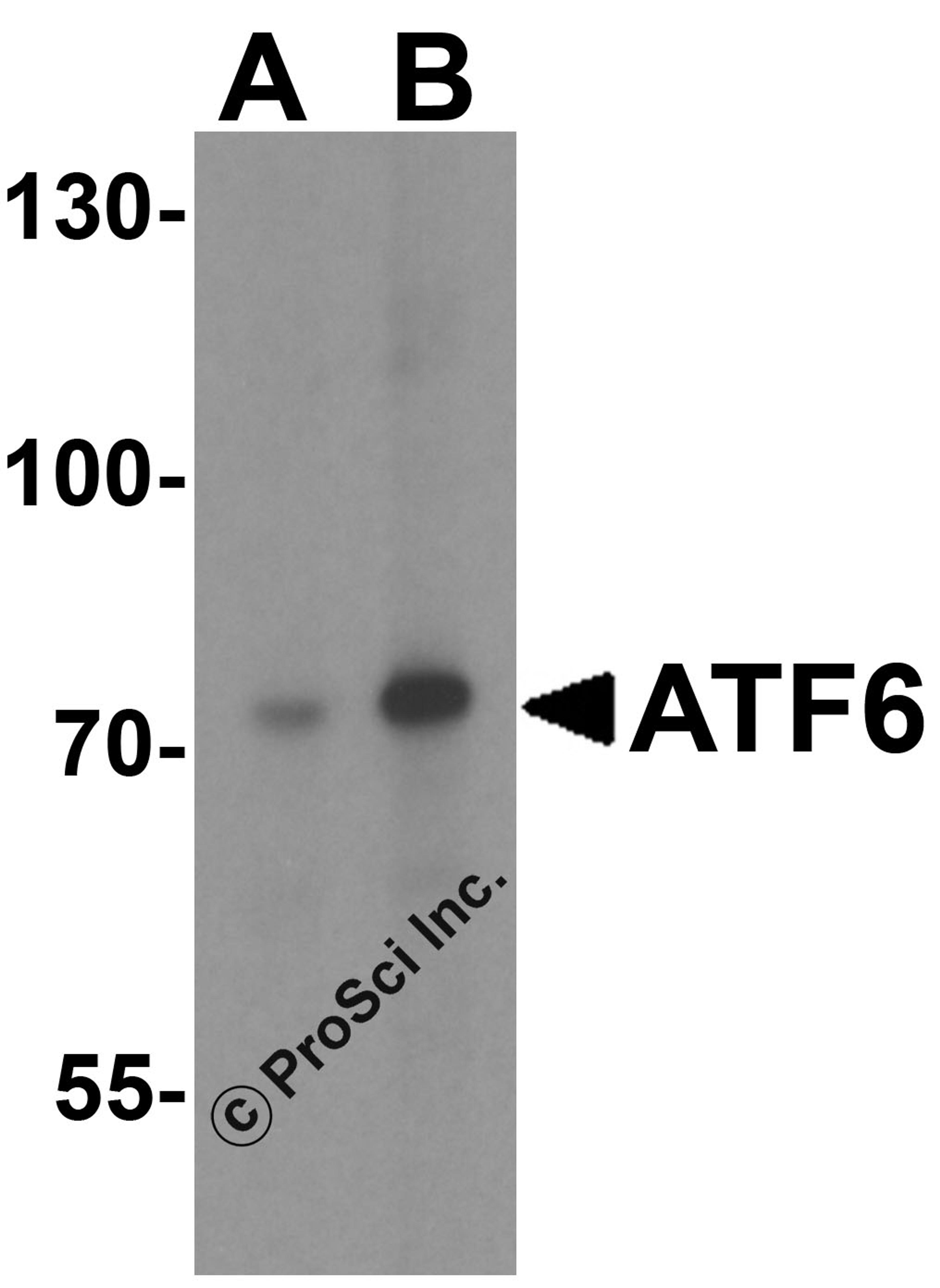 Western blot analysis of ATF6 in MCF7 cell lysate with ATF6 antibody at (A) 1 and (B) 2 μg/mL.