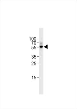 Western blot analysis in Raji cell line lysates (35ug/lane).