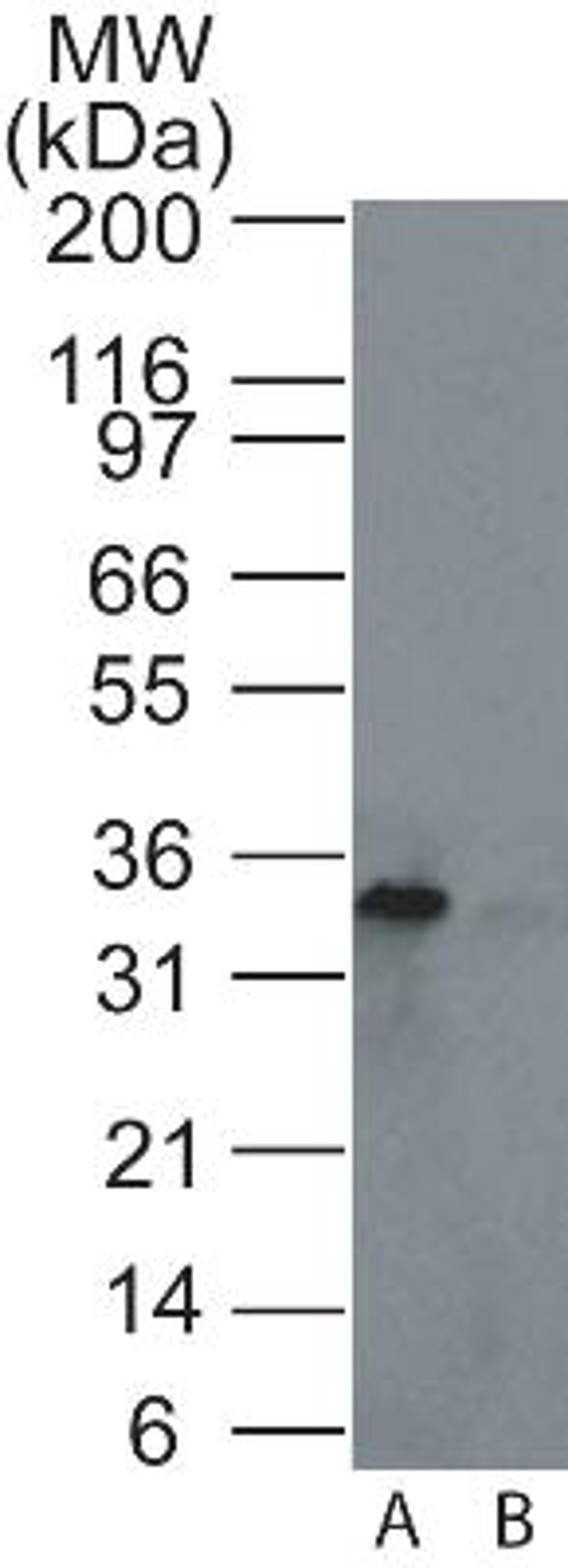 Western Blot: Rad1 Antibody [NB100-56320] - Western blot analysis of Rad1 in A) HeLa and B) HEK293 cell lysate using Rad1 antibody at 4 ug/ml.